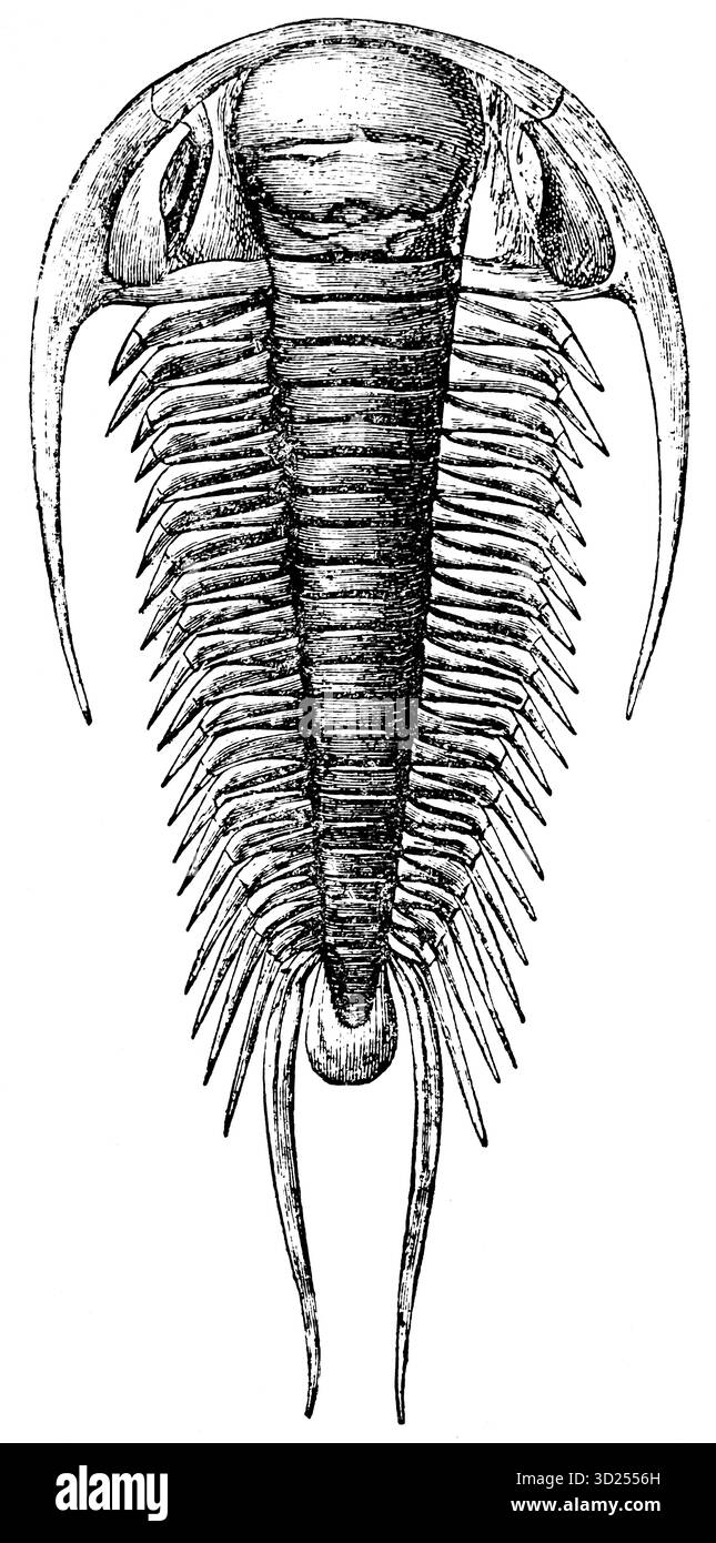 Skutellum oder Trilobit der Devon-Zeit, historische Illustration 1900 Stockfoto