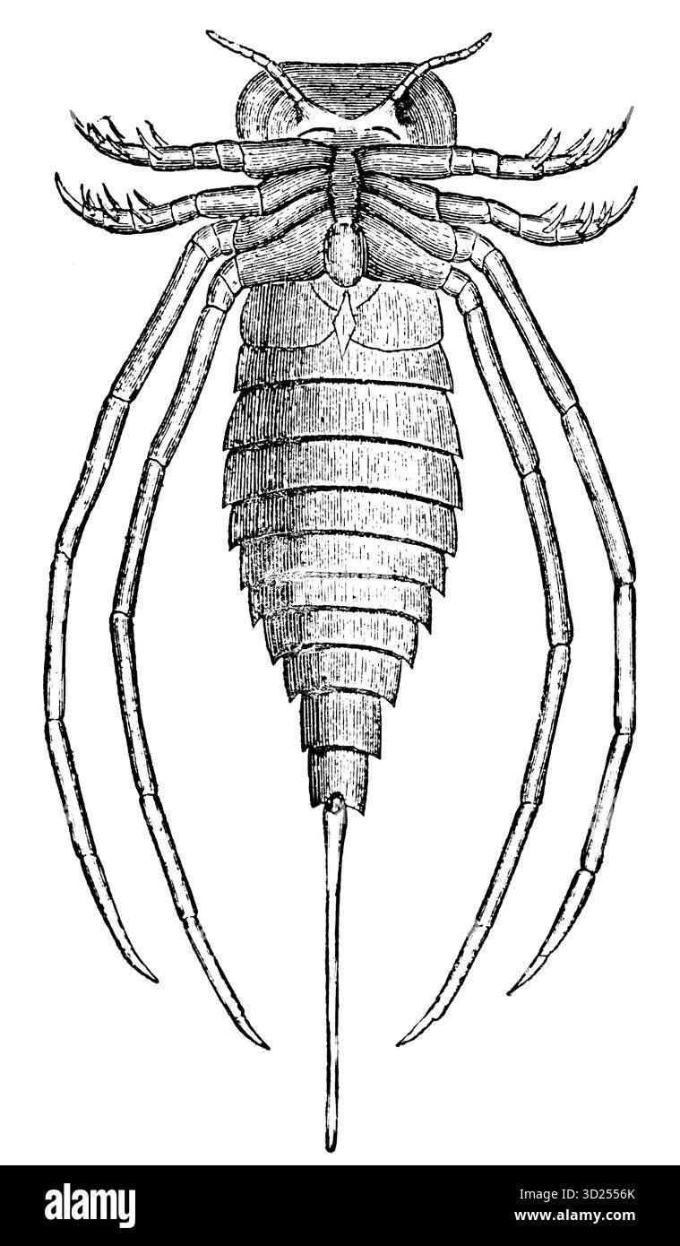 Eurypterus lebte in der Silurzeit, historische Abbildung 1900 Stockfoto