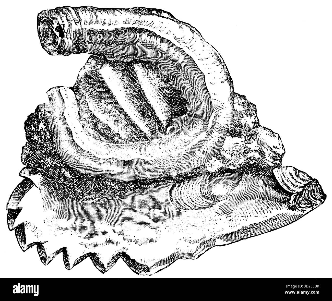 Serpulidae-Wurm an einer Auster der spätpermischen Gattung, historische Illustration 1900 Stockfoto