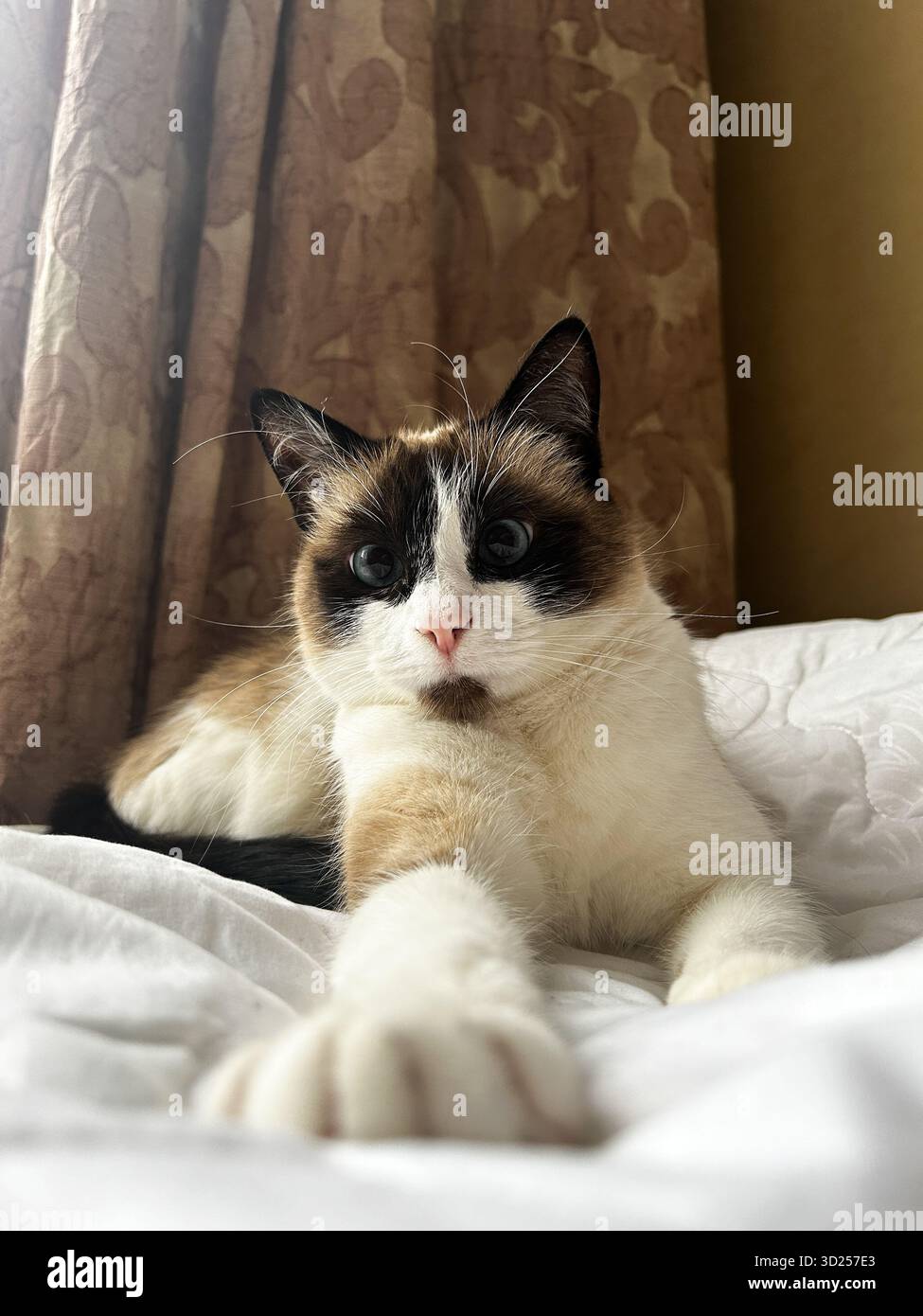 Die Erwachsene Siamkatze dehnte sich luxuriös über eine makellose weiße Bettdecke und zeigte ihre langen Gliedmaßen und die unverwechselbaren Markierungen mit Siegelpunkten im Schlafzimmer Stockfoto