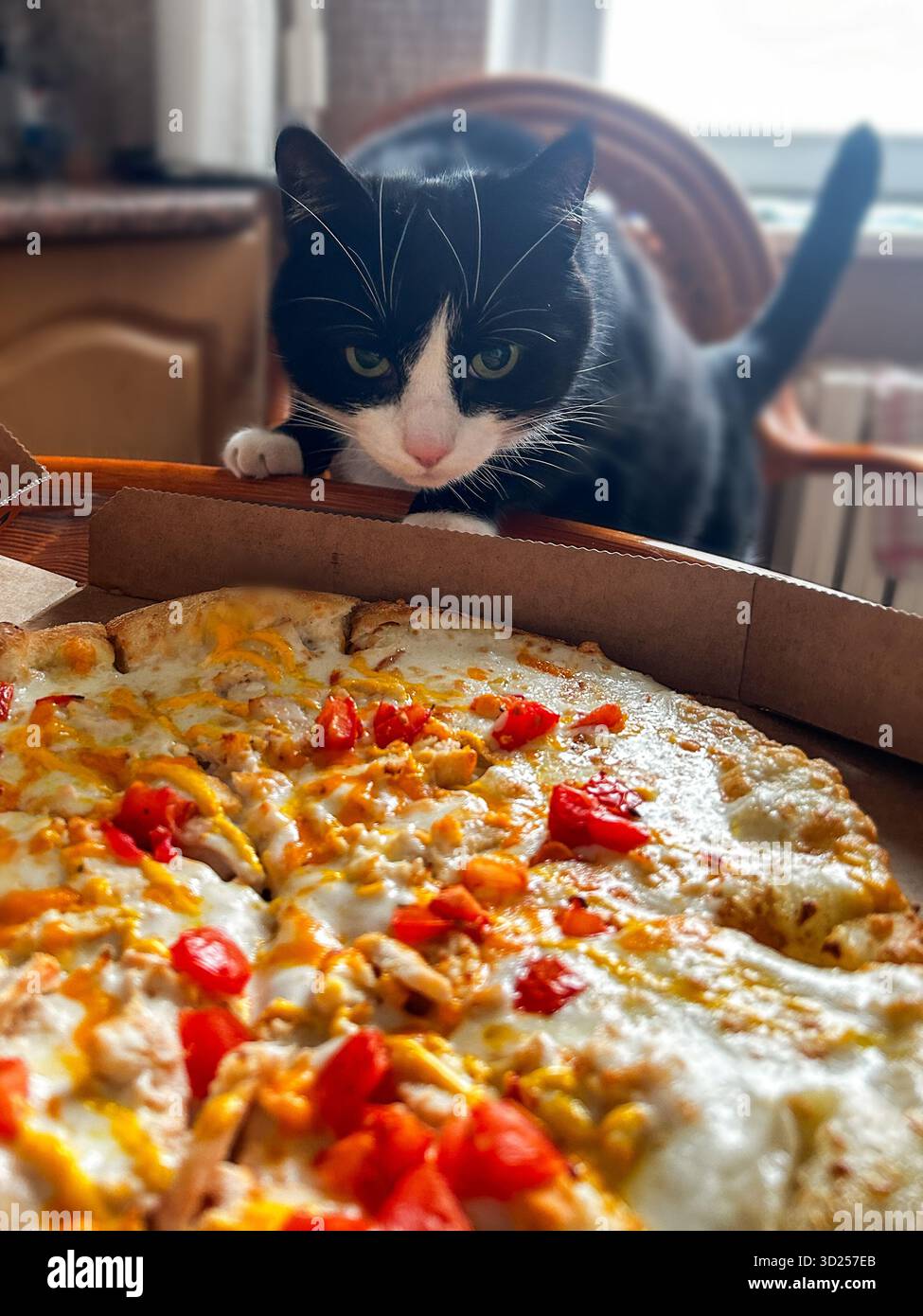 Neugierige Smoking-Katze schnüffelt dampfende Pizza, die gerade nach Hause geliefert wurde. Katzenneugier auf menschliche Nahrung. Stockfoto