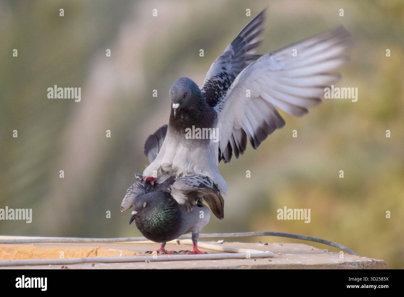 Nahaufnahme eines farbenfrohen Paar Gesteinstauben, das sich im Stadtgebiet paart Stockfoto