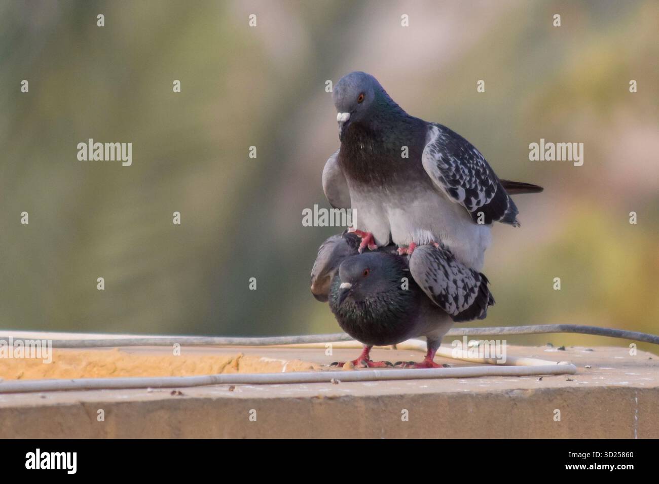 Nahaufnahme eines farbenfrohen Paar Gesteinstauben, das sich im Stadtgebiet paart Stockfoto