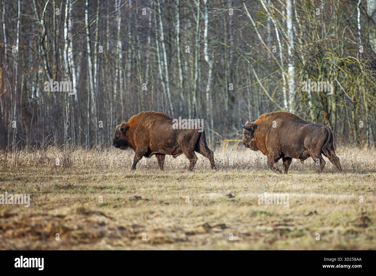 Der Europäische Bison (Bison bonasus) oder der europäische Holzbison zwei Männchen Stockfoto