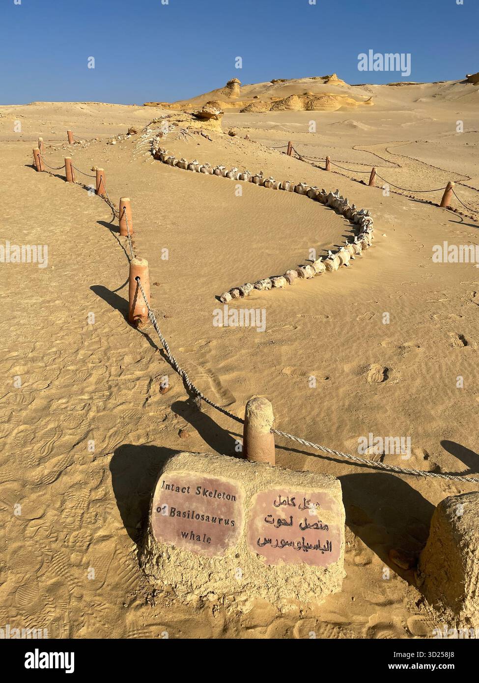Intaktes fossiles Skelett des Basilosaurus-Wals im Wadi El Hitan-Nationalpark, Fayoum, Ägypten - Smartphone-aufgenommenes Stockfoto