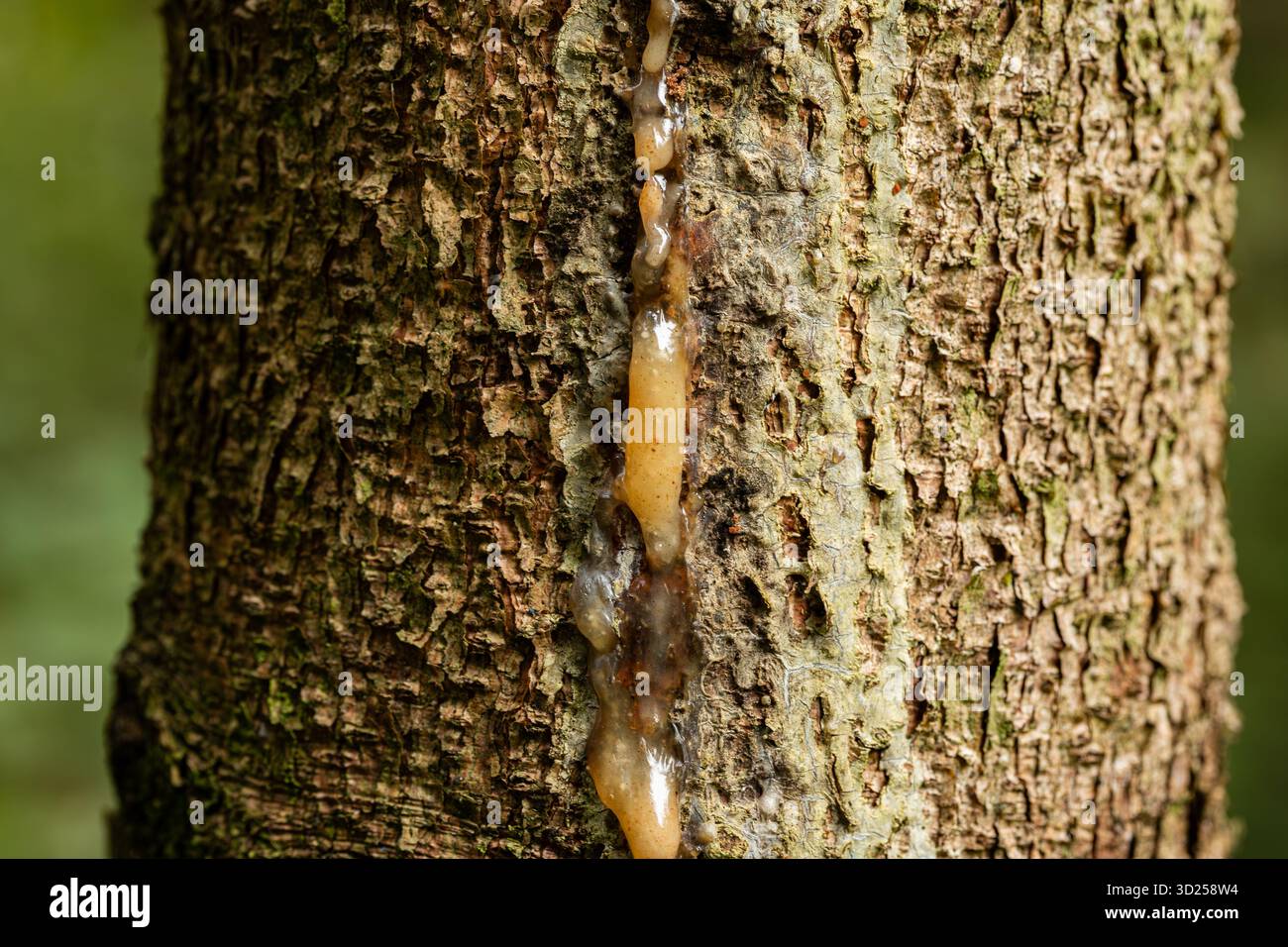 Nahaufnahme von ausströmendem saft oder Harz auf einem Baumstamm in einem Wald. Makroaufnahme, keine Leute Stockfoto