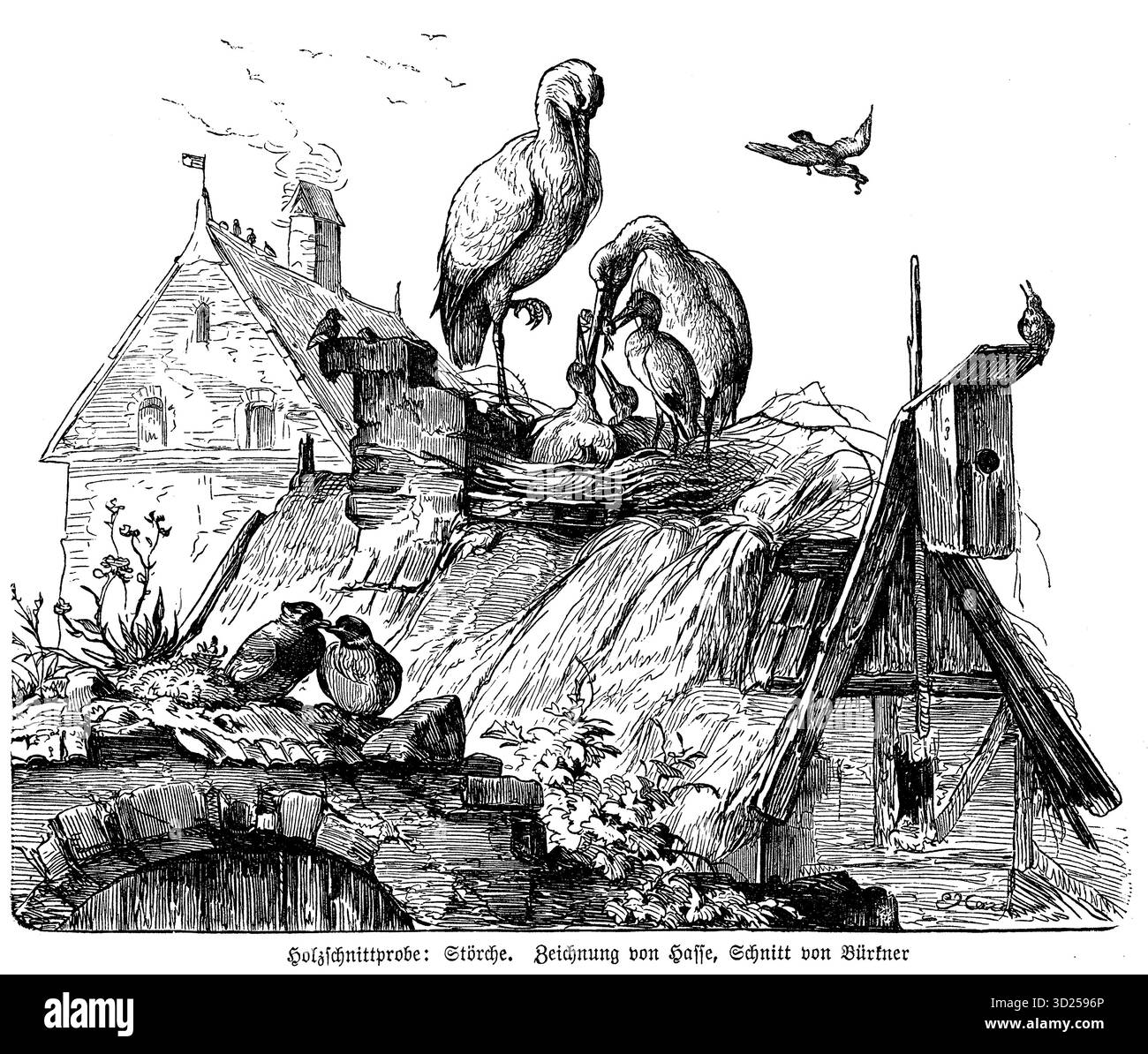 Eine sanfte ländliche Szene: Ein verwittertes Strohdach beherbergt ein Storchennest, in dem die Eltern ihre Küken füttern – ein Moment des ruhigen Lebens in feinen Holzschnitten. Stockfoto