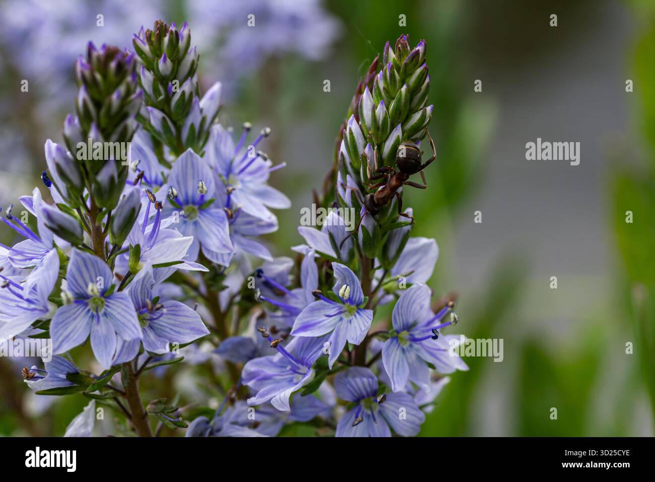 Lange Stacheln blauer Veronica longifolia Blüten blühen in einem Garten, der Bienen und Insekten an einem sonnigen Frühlingstag zieht. Stockfoto