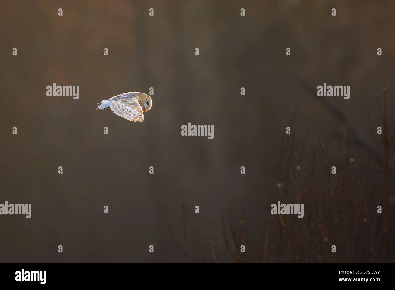 Aus der Ferne sehen Sie eine wilde britische Scheuneneule, die bei Abendsonne über offenem Wald fliegt. Stockfoto