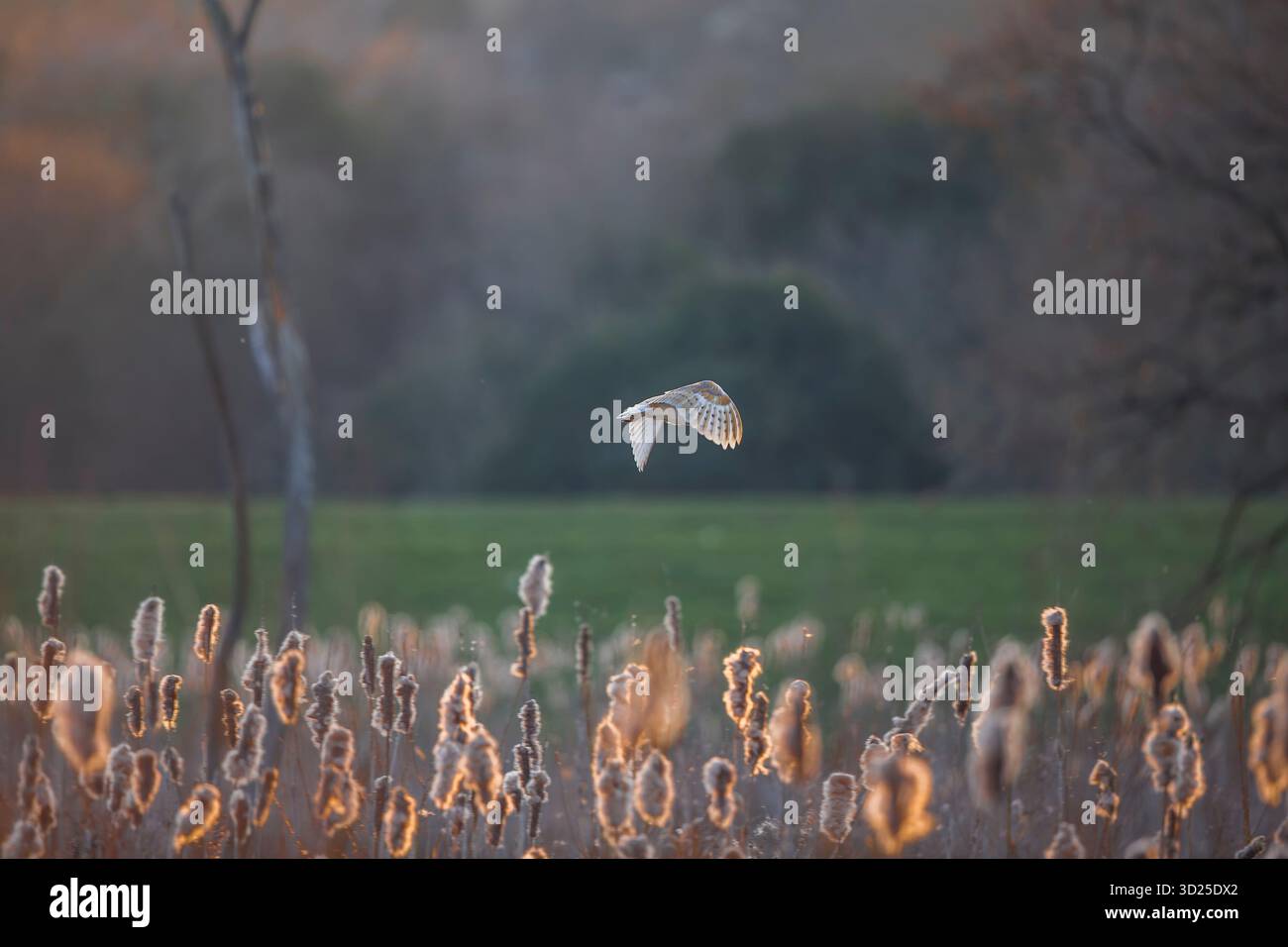 Blick auf eine wilde, britische Scheuneneule (Tyto alba), die in der Abendsonne über ein Schilfbett fliegt. Stockfoto