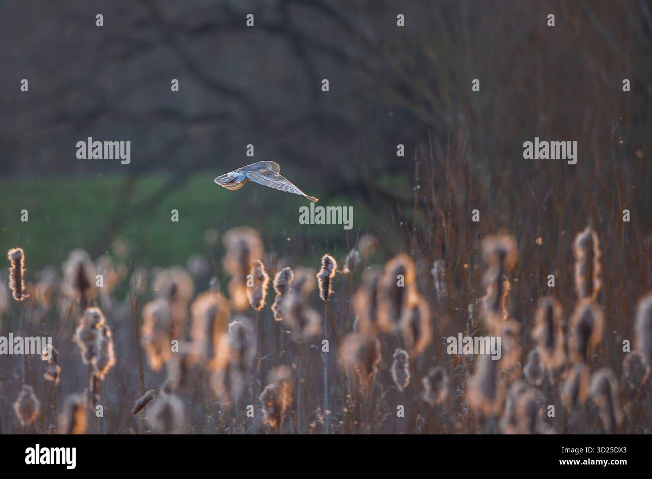 Blick auf eine wilde, britische Scheuneneule (Tyto alba), die in der Abendsonne über ein Schilfbett fliegt. Stockfoto
