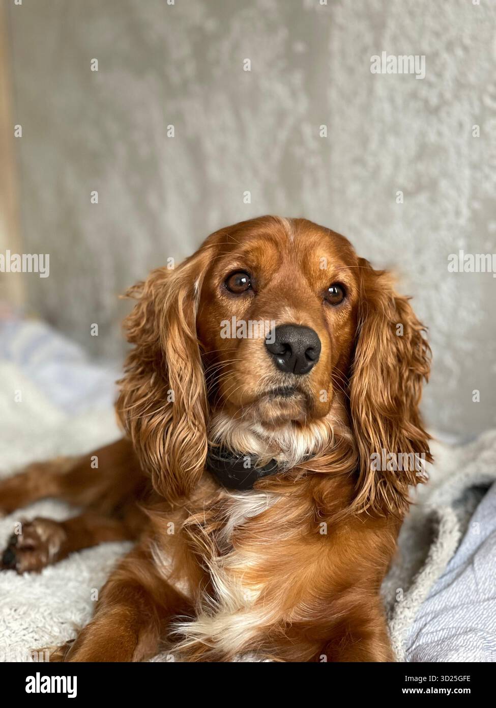 Nahaufnahme Porträt eines Cocker Spaniel Hundes, der drinnen auf einem Bett sitzt. Gemütliche Atmosphäre. Stockfoto