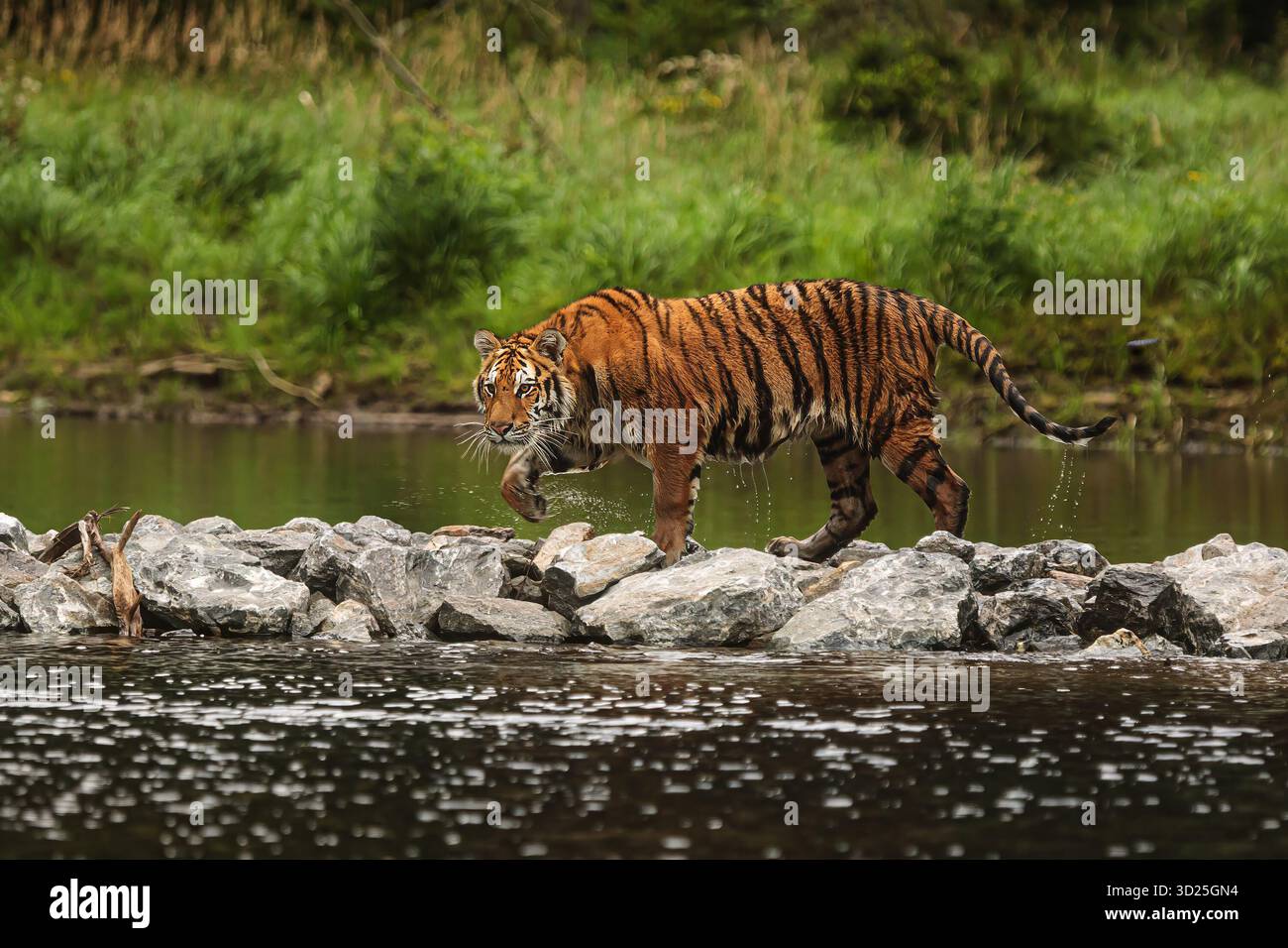 Männlicher sibirischer Tiger (Panthera tigris tigris), der auf den Steinen am Wasser läuft Stockfoto