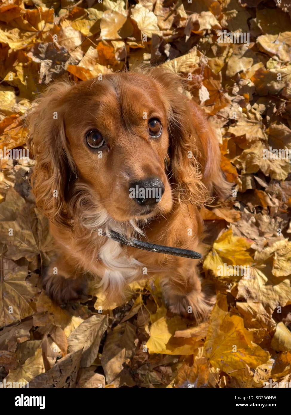 Goldener Cocker Spaniel, der um Herbstblätter sitzt. Stockfoto