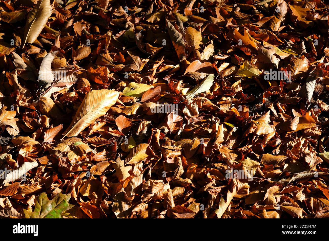 Herbstlaub Hintergrund, norfolk, england Stockfoto