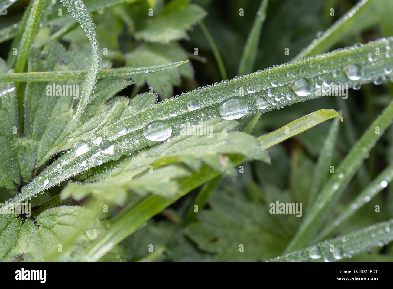 Regentropfen auf Grasklingen Stockfoto