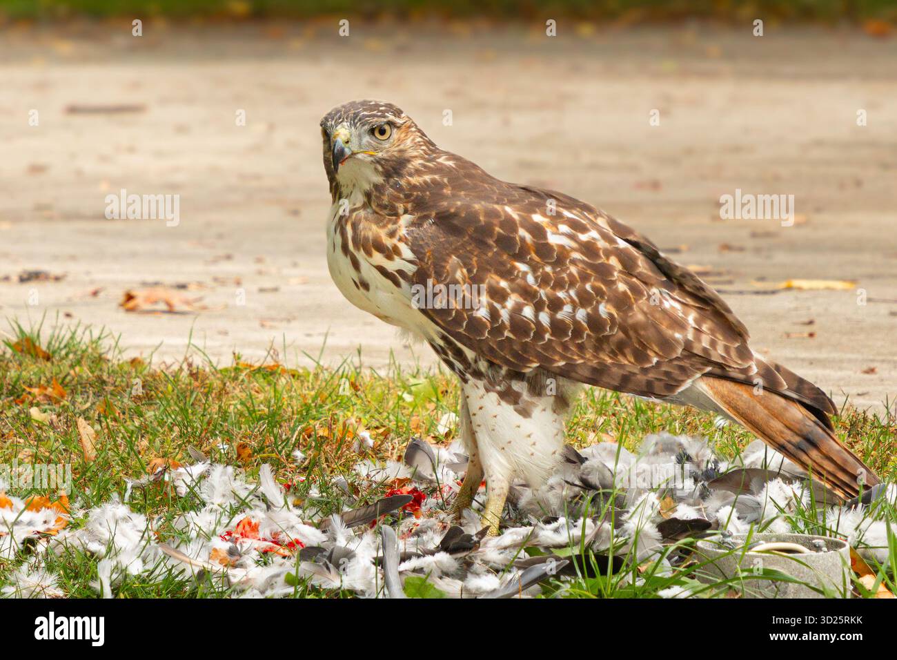 Ein Rotschwanzfalke (Buteo jamaicensis) steht unter den Überresten einer Taube, die er gegessen hat. Die Raubvögel sind gut an die städtische Umgebung angepasst. Stockfoto