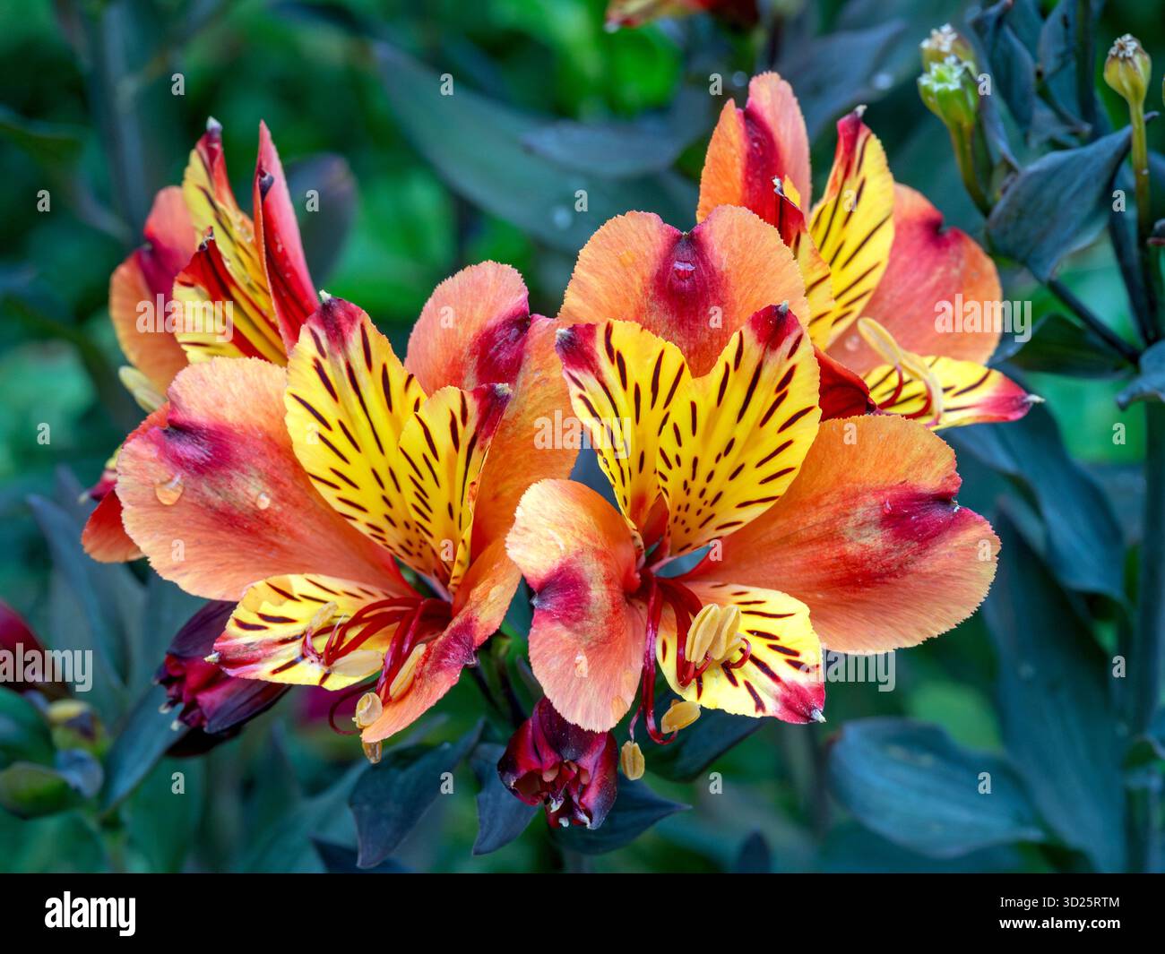 Wunderschöne Alstroemeria Blumen Sommer Paradies Indischer Sommer Stockfoto