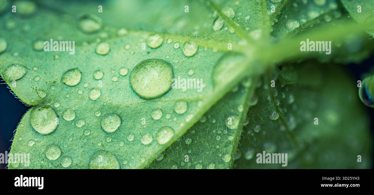 Wassertropfen auf grünen Blättern makro mit sanftem natürlichem Licht Detail. Taufrisches Pflanzenlaub. Botanische Natur Sommer Eco Wellness Zen Nahaufnahme Stockfoto