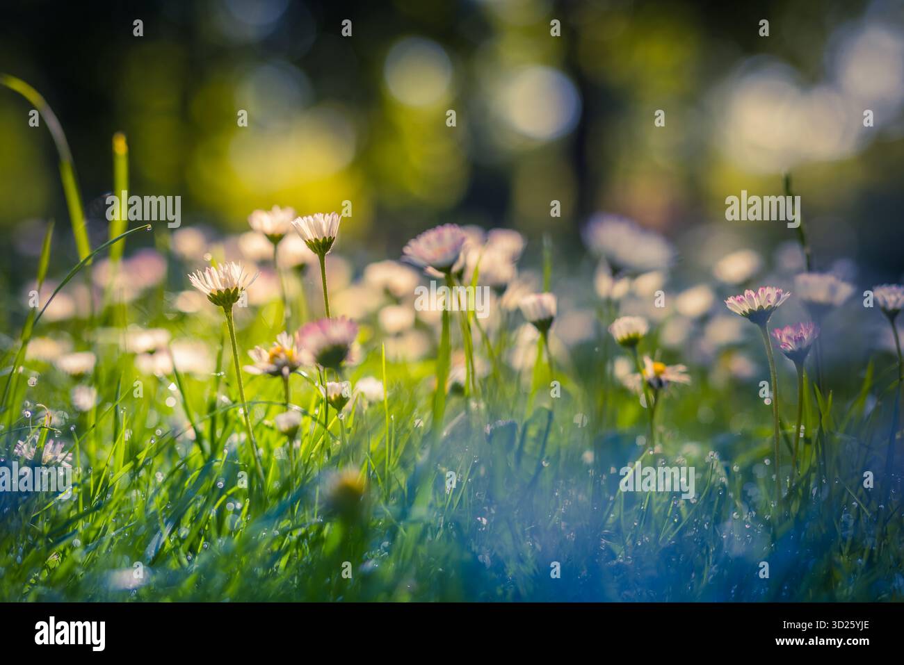 Gänseblümchen in einer Sommermuhle mit weichem Bokeh und verblassten Vintage-Tönen. Frisches Blumenfeld. Natürliche Frühlingslandschaft friedliche Landschaft Gras Botanik Stockfoto