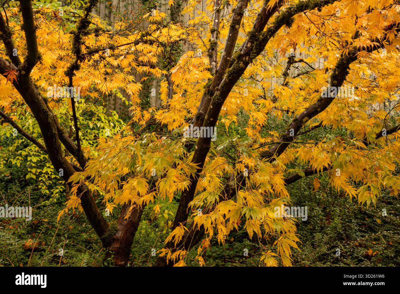 WASHINGTON – leuchtend gelbe Blätter sind ein sicheres Zeichen des Herbstes im Kubota Garden in South Seattle. Stockfoto