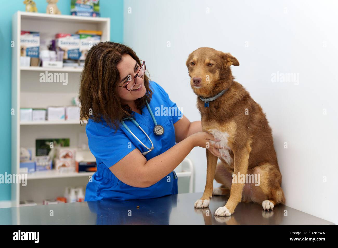 Tierarzt untersucht einen braunen Hund auf einem Untersuchungstisch in einer Tierklinik mit medizinischem Zubehör im Hintergrund Stockfoto