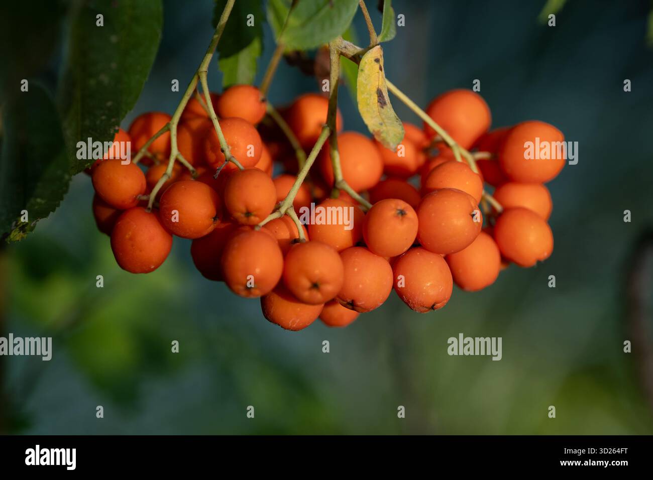 Früchte von Sorbus L. Herbstspitze 'Flanrock', Laubpflanze der Familie Rosaceae. Stockfoto