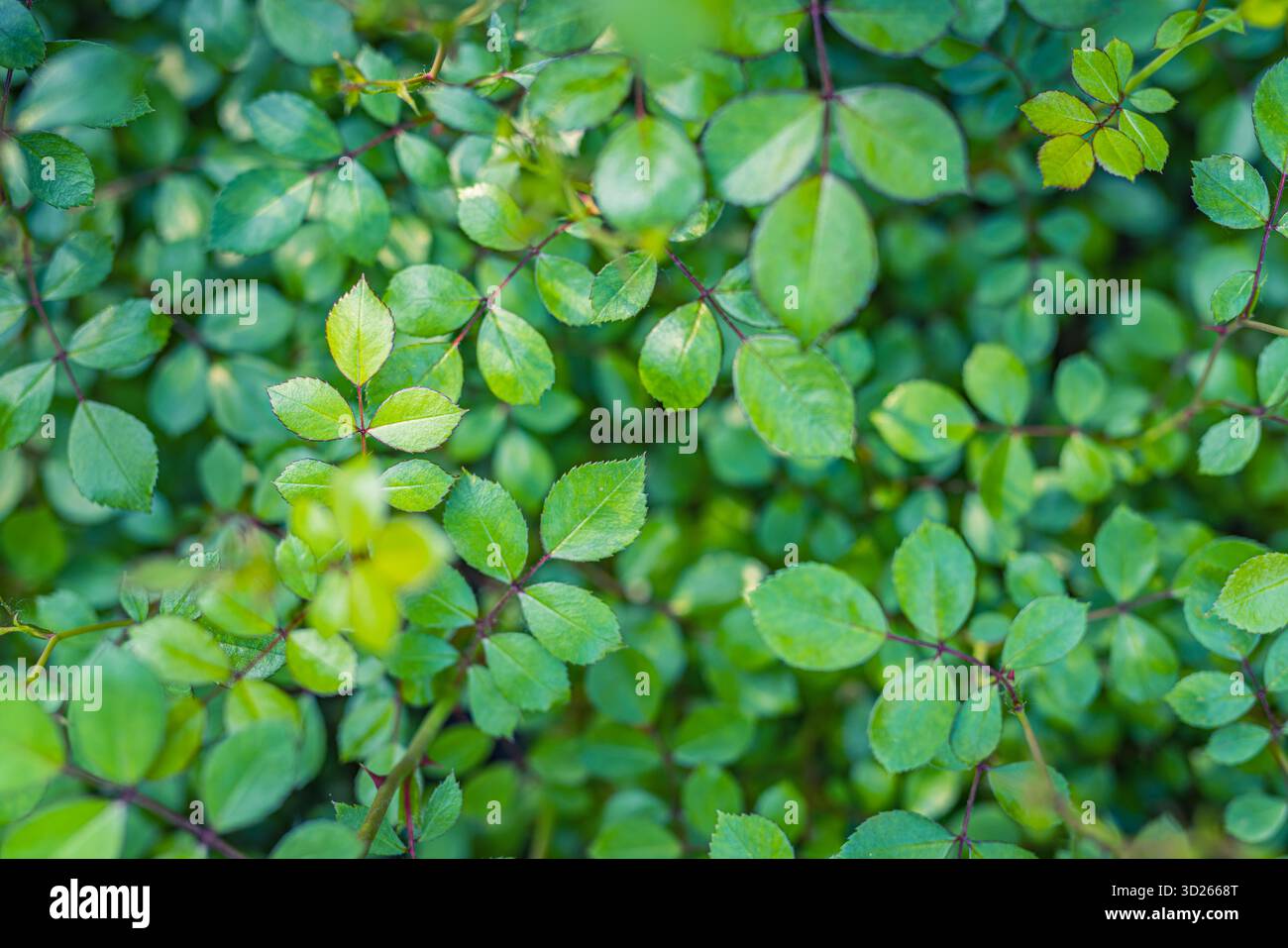 Grüne Blätter natürlicher Hintergrund Nahaufnahme, frisches Frühlingslaub, üppige, ruhige Naturtapete, botanische Grüntextur Stockfoto