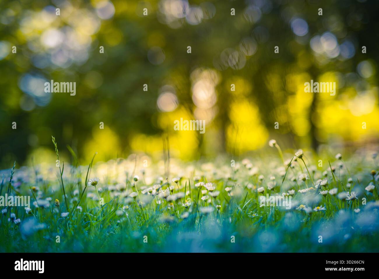 Strahlende Frühling Sommer Gänseblümchen Blumen üppig lebendige idyllische Blumenwiese Feld ruhige Natur im Freien traumhafte Unschärfe Wald Hintergrund frische botanische Aussicht Stockfoto