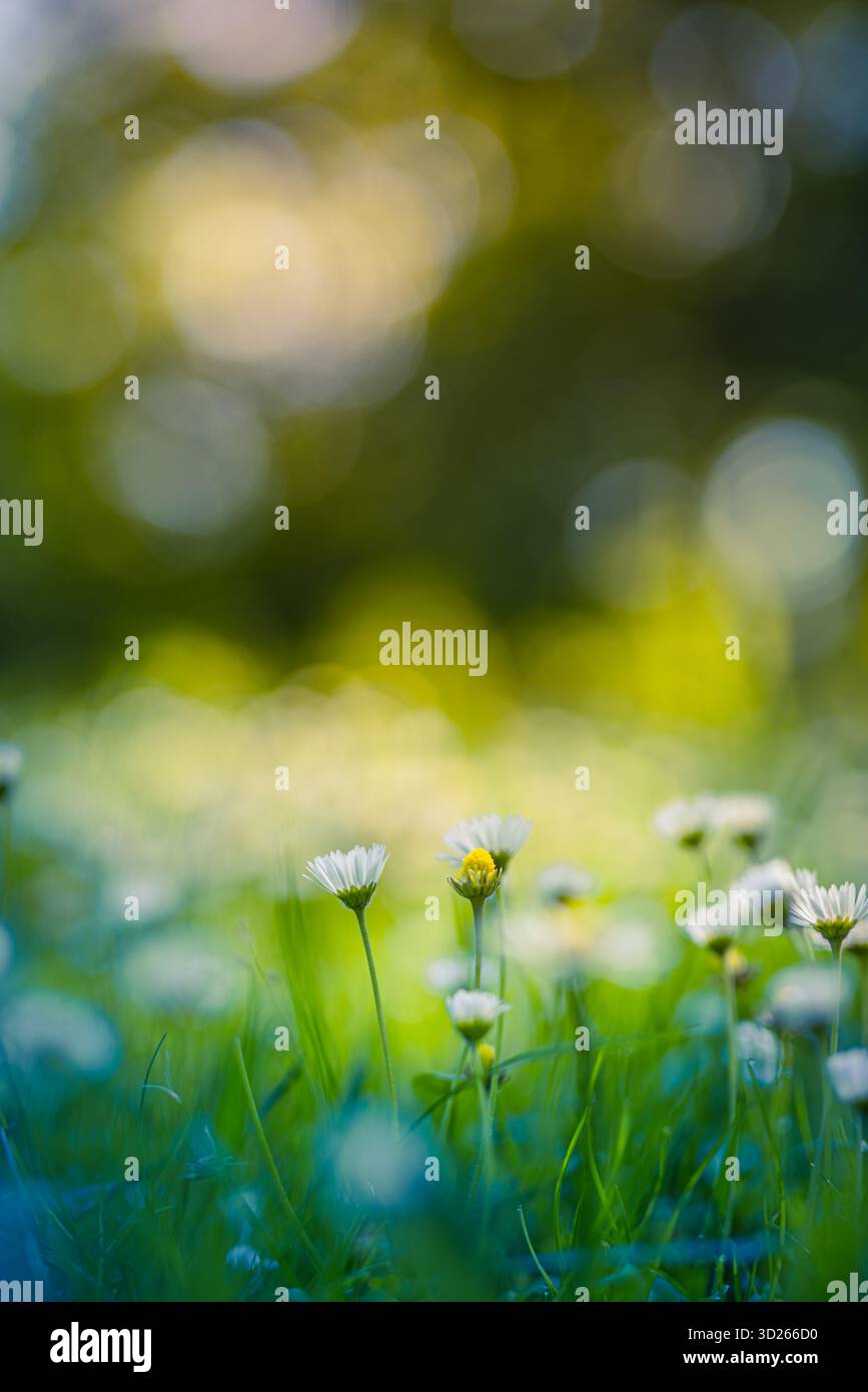 Ruhiges Gänseblümchenfeld bei weichem Sonnenuntergang, entspannende Frühlingsnatur und floraler Hintergrund mit friedlicher blühender Landschaft Stockfoto