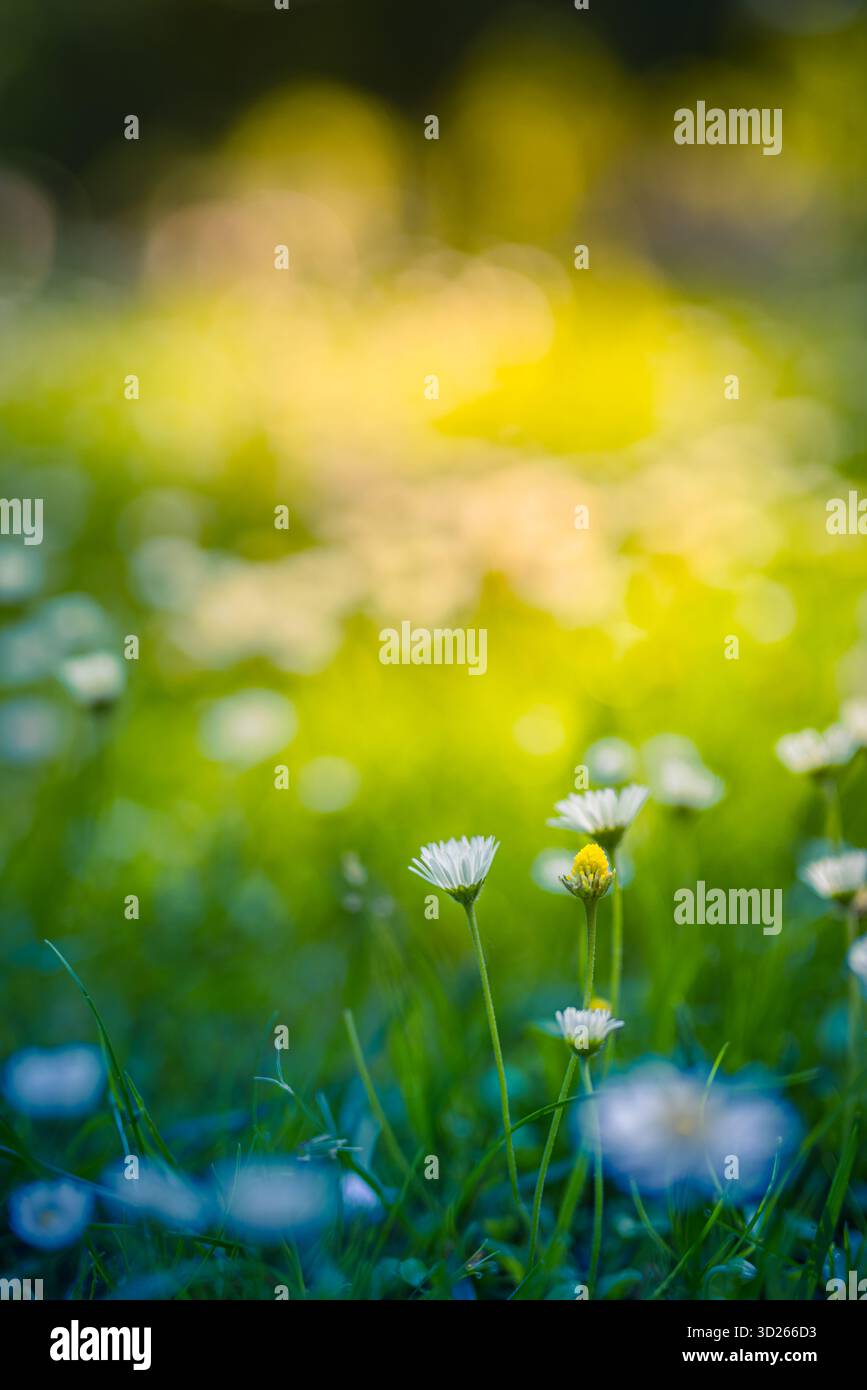 Ruhiges Gänseblümchenfeld bei weichem Sonnenuntergang, entspannende Frühlingsnatur und floraler Hintergrund mit friedlicher blühender Landschaft Stockfoto