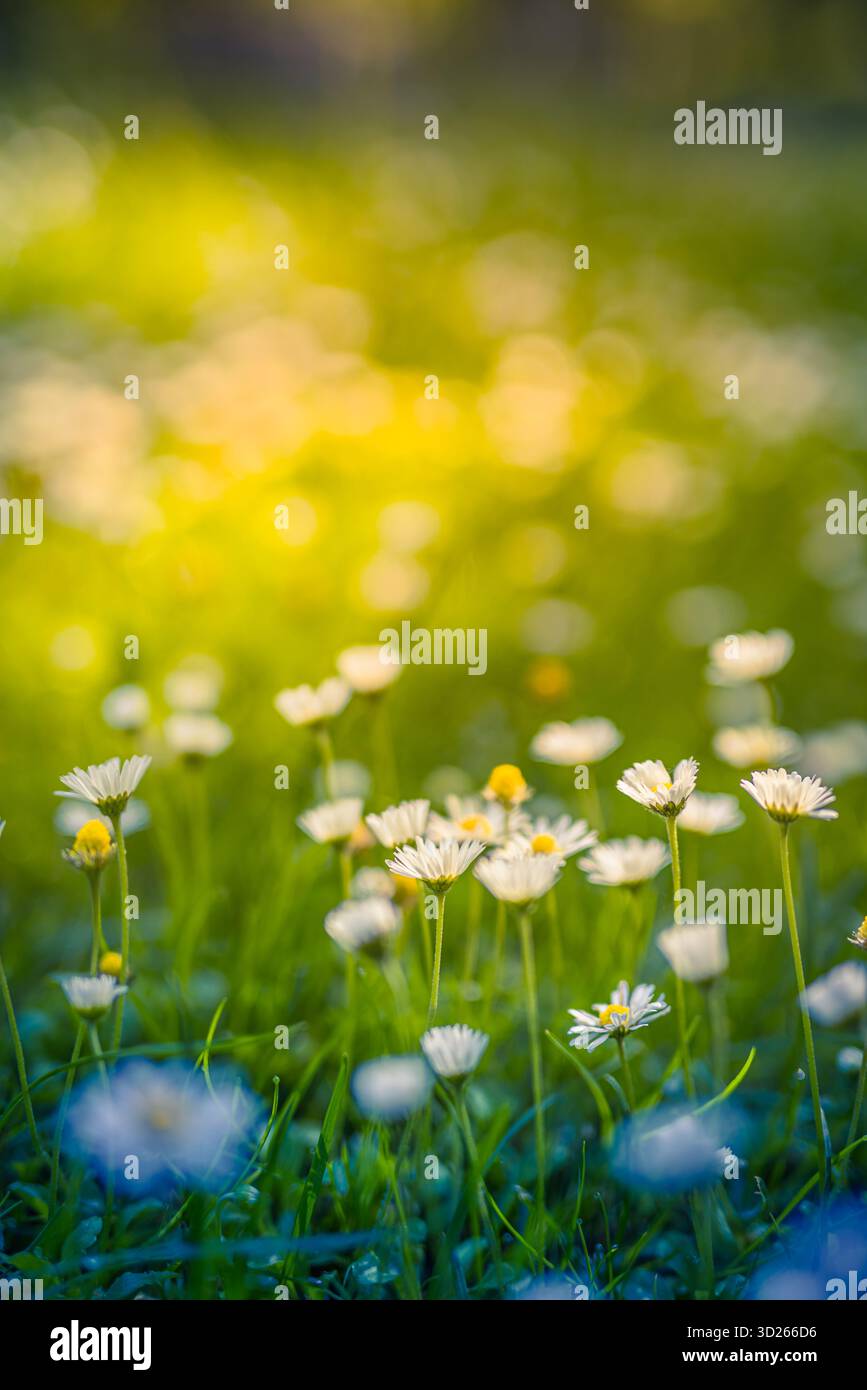 Ruhiges Gänseblümchenfeld bei weichem Sonnenuntergang, entspannende Frühlingsnatur und floraler Hintergrund mit friedlicher blühender Landschaft Stockfoto