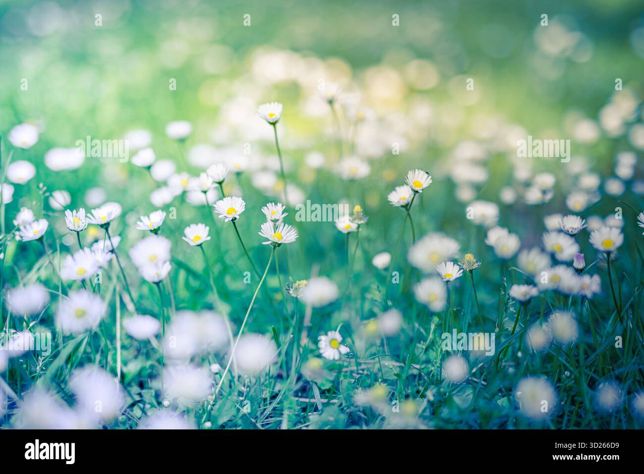 Ruhiges Gänseblümchenfeld mit entspannender Frühlingsnatur, weichem floralem Hintergrund und friedlicher blühender Landschaft. Frühlingstapete Stockfoto