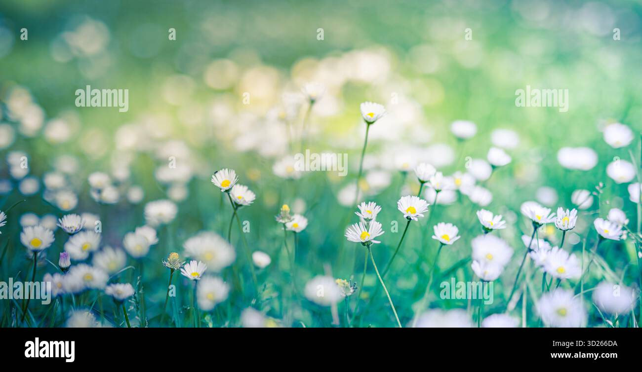 Ruhiges Gänseblümchenfeld mit entspannender Frühlingsnatur, weichem floralem Hintergrund und friedlicher blühender Landschaft. Frühlingstapete Stockfoto