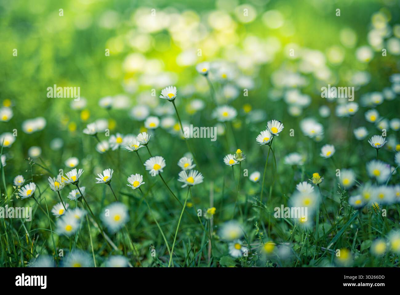 Ruhiges Gänseblümchenfeld mit entspannender Frühlingsnatur, weichem floralem Hintergrund und friedlicher blühender Landschaft. Frühlingstapete Stockfoto