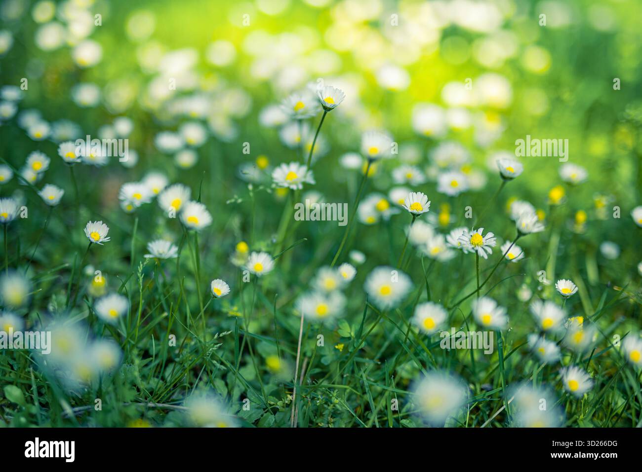 Ruhiges Gänseblümchenfeld mit entspannender Frühlingsnatur, weichem floralem Hintergrund und friedlicher blühender Landschaft. Frühlingstapete Stockfoto
