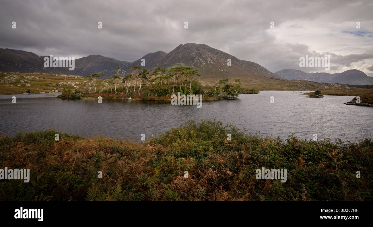 Pine Island, Connemara, Irland Stockfoto