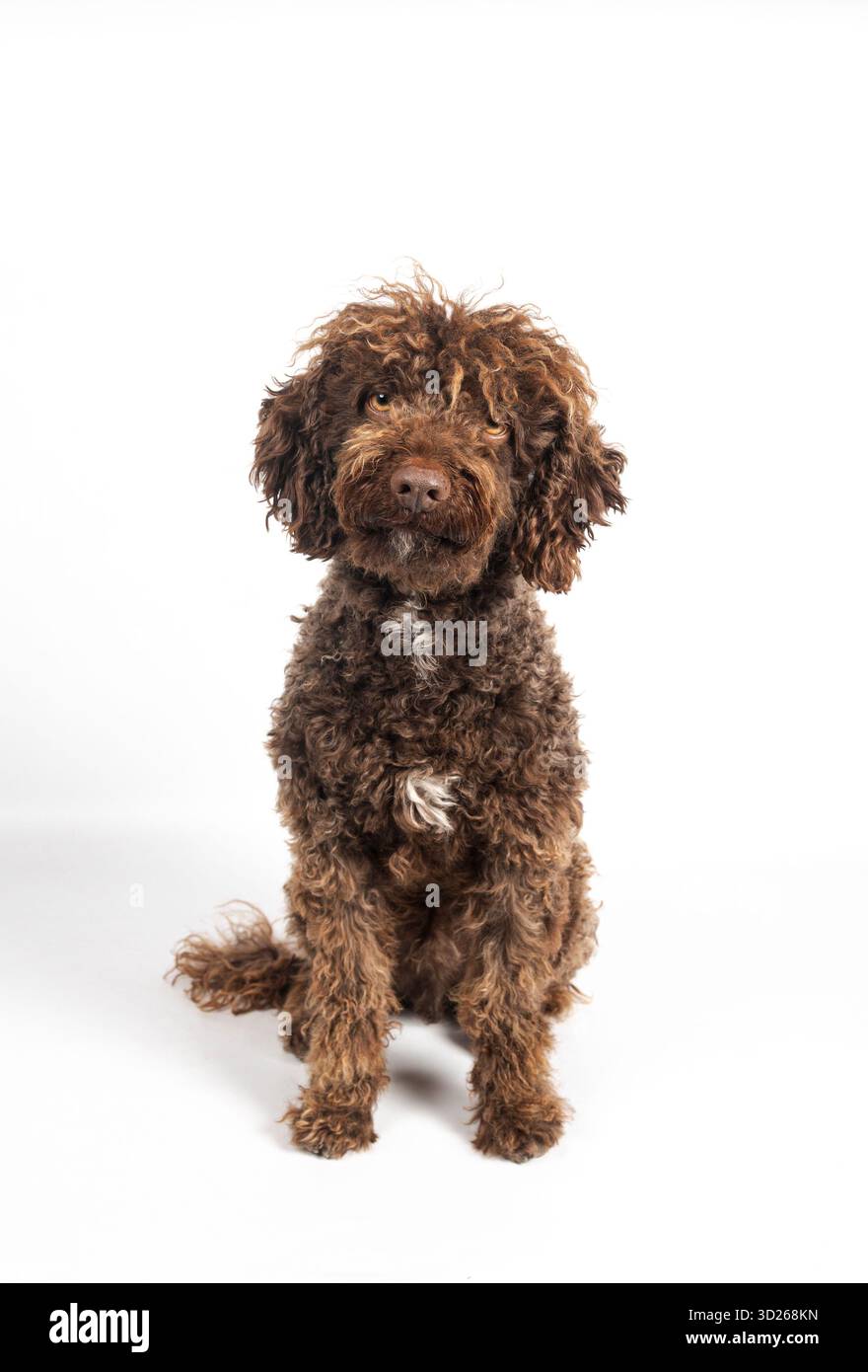 Brauner, lockiger Hund, der auf einem sauberen weißen Atelierhintergrund wartet Stockfoto
