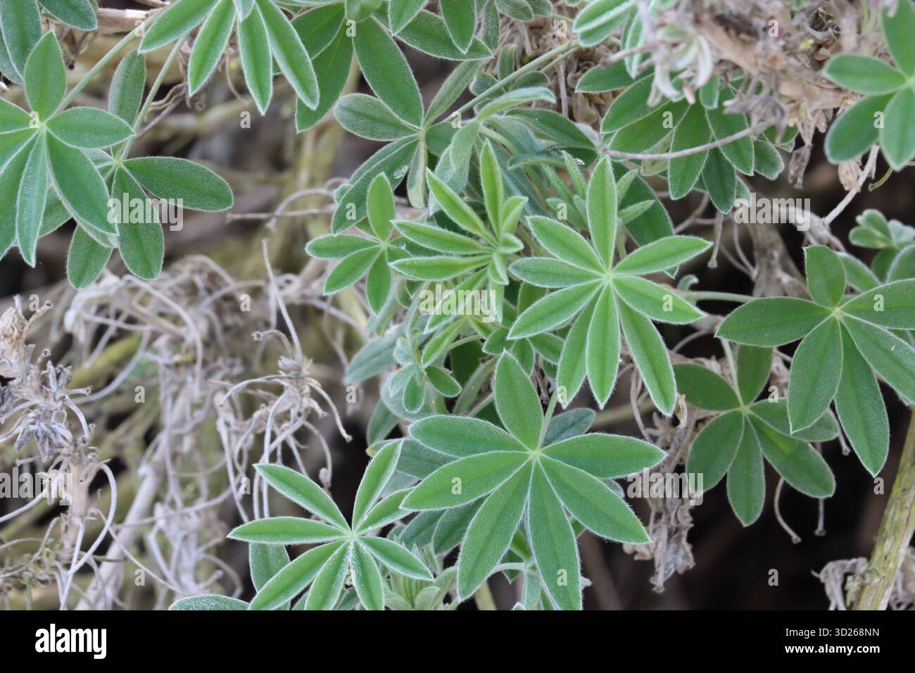 Lupinus Longifolius, ein fantastischer einheimischer Sträucher, der im späten Winter im Küstengebiet von Los Angeles County palmatartig zusammengesetzte oblanceolate Blätter zeigt. Stockfoto