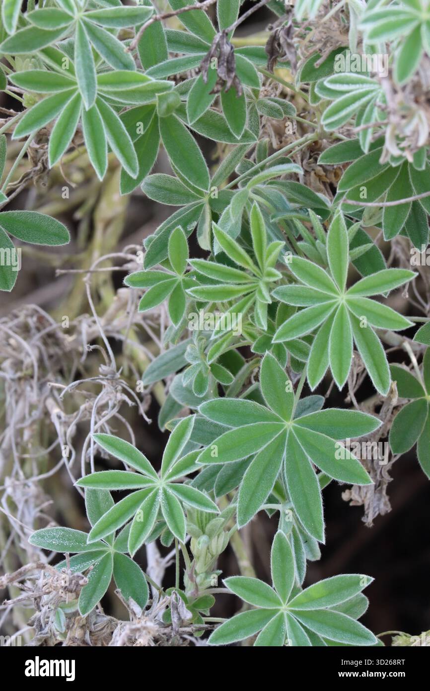 Lupinus Longifolius, ein fantastischer einheimischer Sträucher, der im späten Winter im Küstengebiet von Los Angeles County palmatartig zusammengesetzte oblanceolate Blätter zeigt. Stockfoto