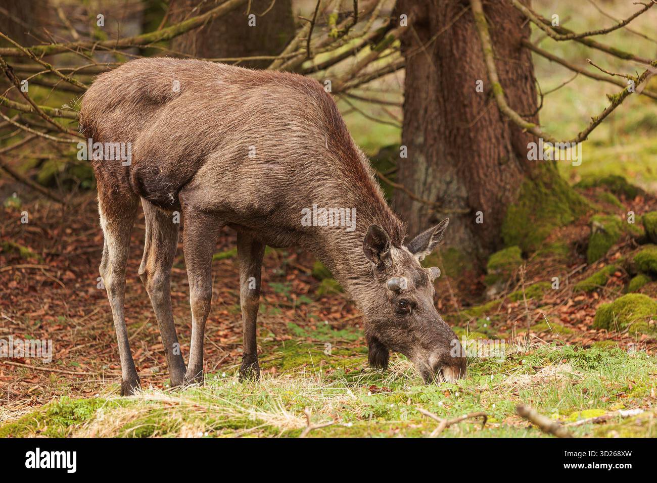 Elch (in Nordamerika) oder Elch (in Eurasien) Stockfoto