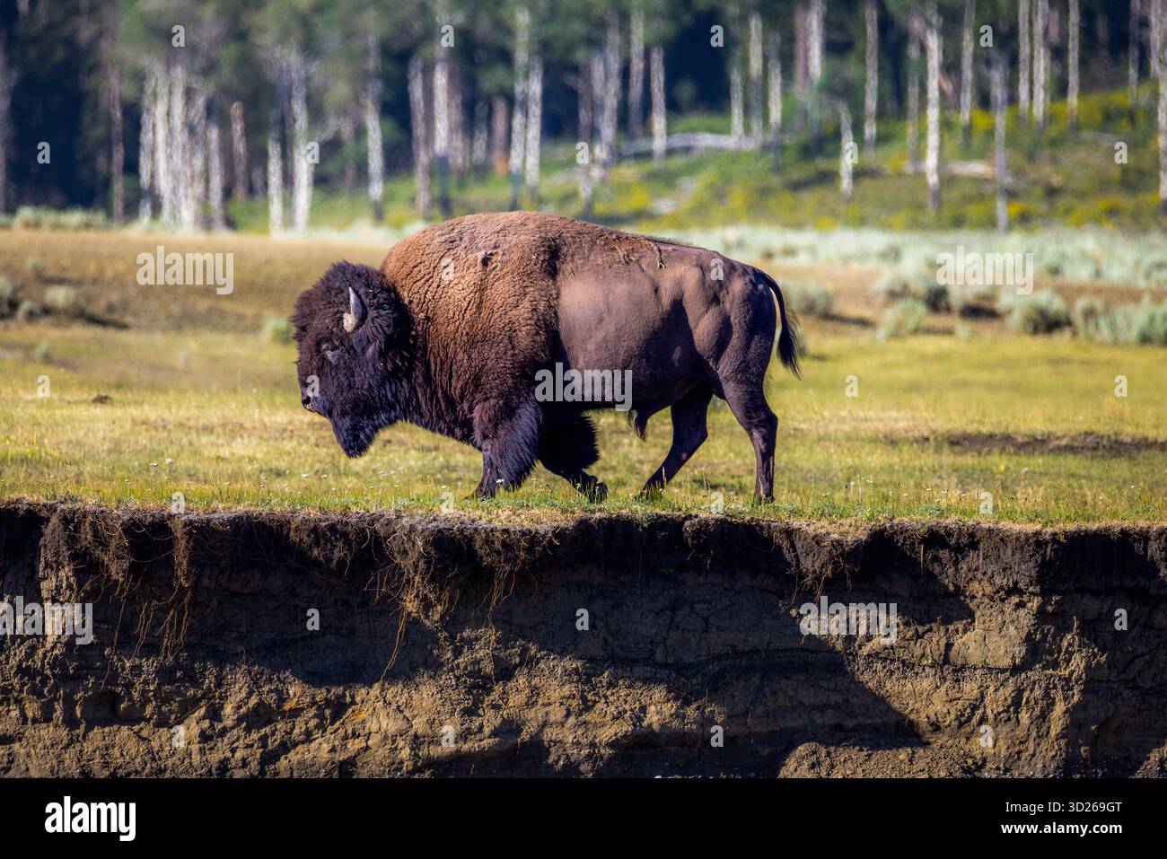 Großer Bullenbison, der über seiner Herde im Yellowstone-Nationalpark, Wyoming, USA, wacht, zeigt Stärke und schützendes Verhalten Stockfoto