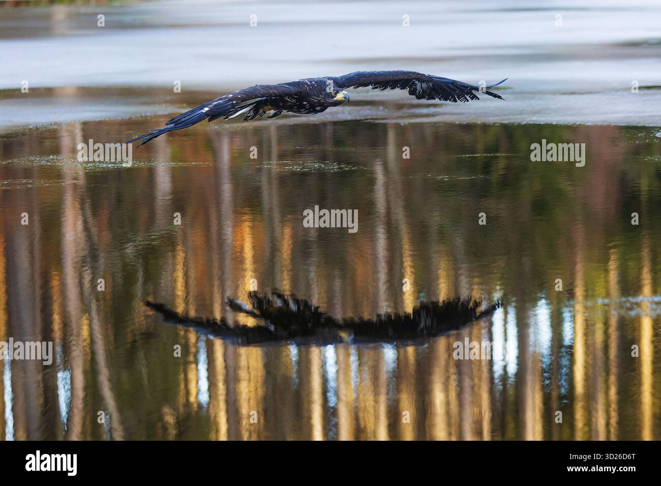 Seeadler (Haliaeetus albicilla) auf Wasser mit Eis Stockfoto
