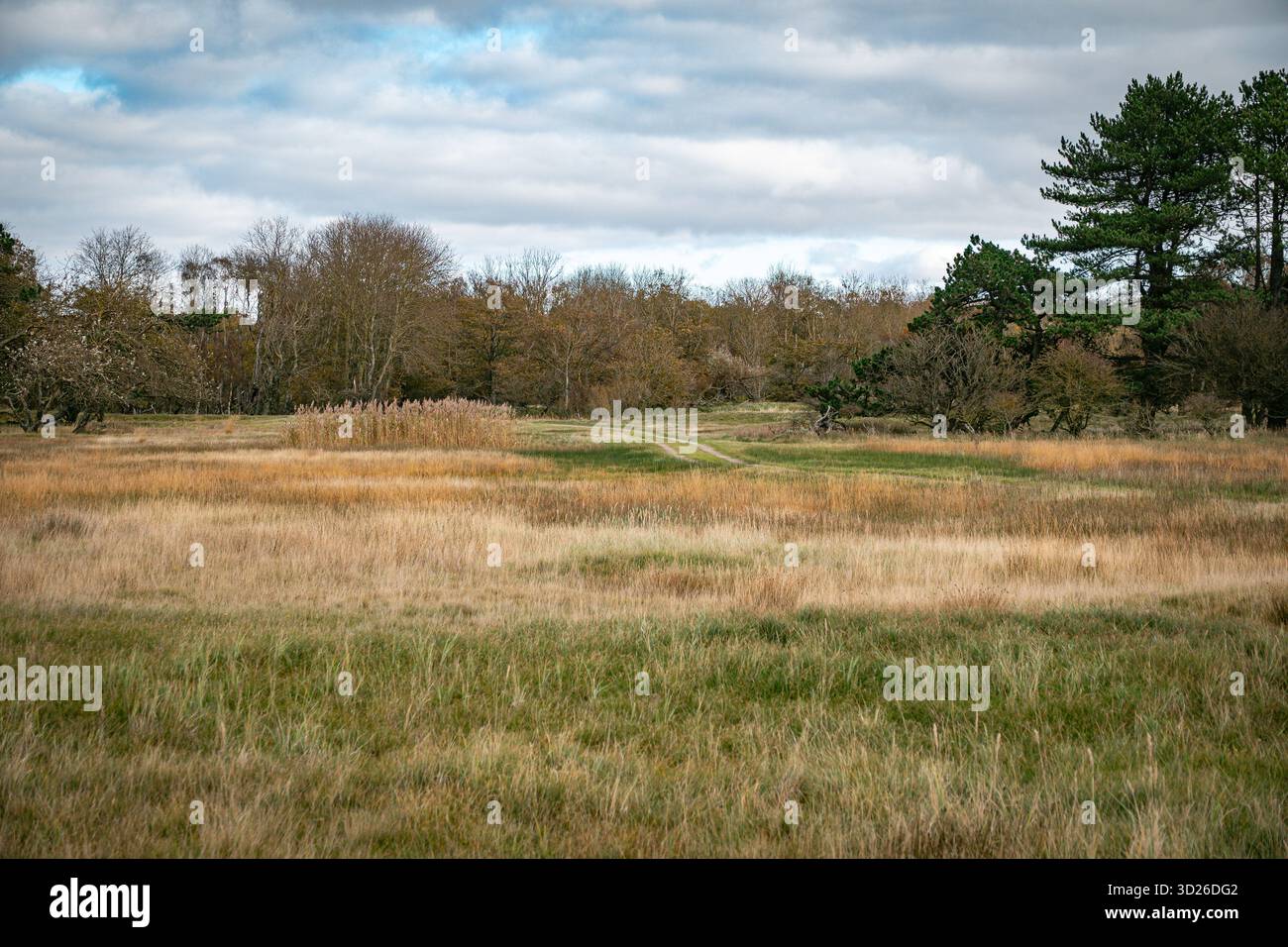 Ruhiges offenes Feld mit Pfad durch hohes Gras und weit entfernte Bäume an Einem bewölkten Tag Stockfoto