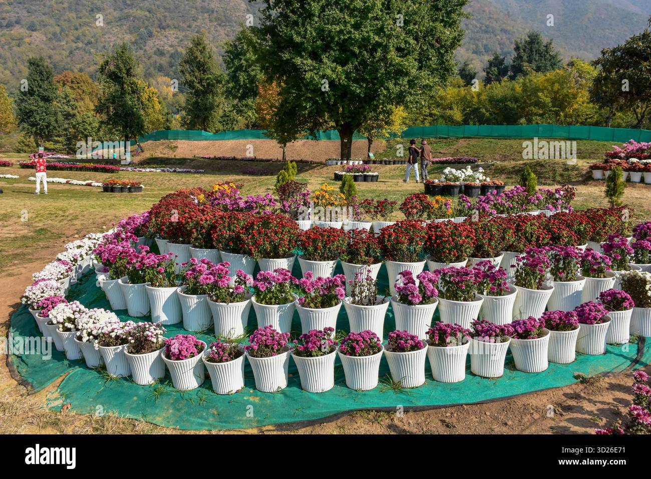 Besucher erkunden Asiens größten und Kaschmirs ersten Chrysanthemengarten, der lokal als „Gul-e-Dawood“ in Srinagar bekannt ist. Um den Tourismus nach dem Angriff der Militanten von Pahalgam wiederzubeleben, wurden 26 Menschen getötet, darunter auch Touristen. Kaschmir hat in Srinagar seinen ersten und größten Chrysanthemengarten Asiens (Bagh-e-Gul-e-Dawood) vorgestellt. Dieses Jahr füllen 3.000.000 blühende Chrysanthemen von mehr als 50 verschiedenen Sorten den fünf Hektar großen Garten. Die Initiative zielt darauf ab, die Tourismussaison der Region über die Frühlingstulpenblüte hinaus zu verlängern und den Besuchern ein farbenfrohes und duftendes Erlebnis zu bieten Stockfoto