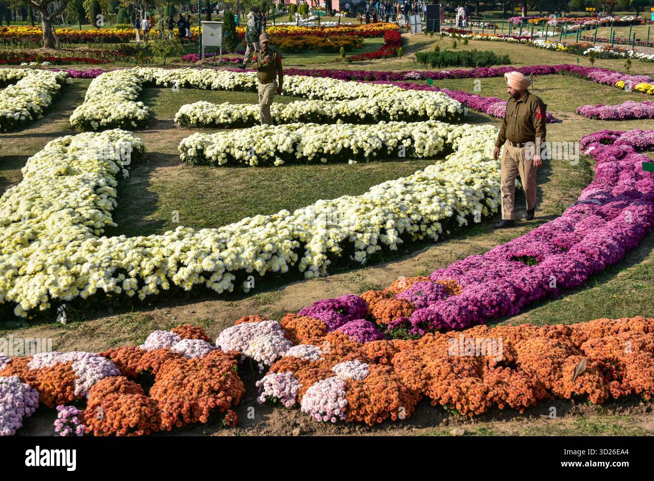 Ein Polizist fotografiert seinen Kollegen im größten und ersten Chrysanthemen-Garten Asiens, der lokal als „Gul-e-Dawood“ in Srinagar bekannt ist. Um den Tourismus nach dem Angriff der Militanten von Pahalgam wiederzubeleben, wurden 26 Menschen getötet, darunter auch Touristen. Kaschmir hat in Srinagar seinen ersten und größten Chrysanthemengarten Asiens (Bagh-e-Gul-e-Dawood) vorgestellt. Dieses Jahr füllen 3.000.000 blühende Chrysanthemen von mehr als 50 verschiedenen Sorten den fünf Hektar großen Garten. Die Initiative zielt darauf ab, die Tourismussaison der Region über die Frühlingstulpenblüte hinaus zu verlängern und den Besuchern eine farbenfrohe und farbenfrohe Atmosphäre zu bieten Stockfoto