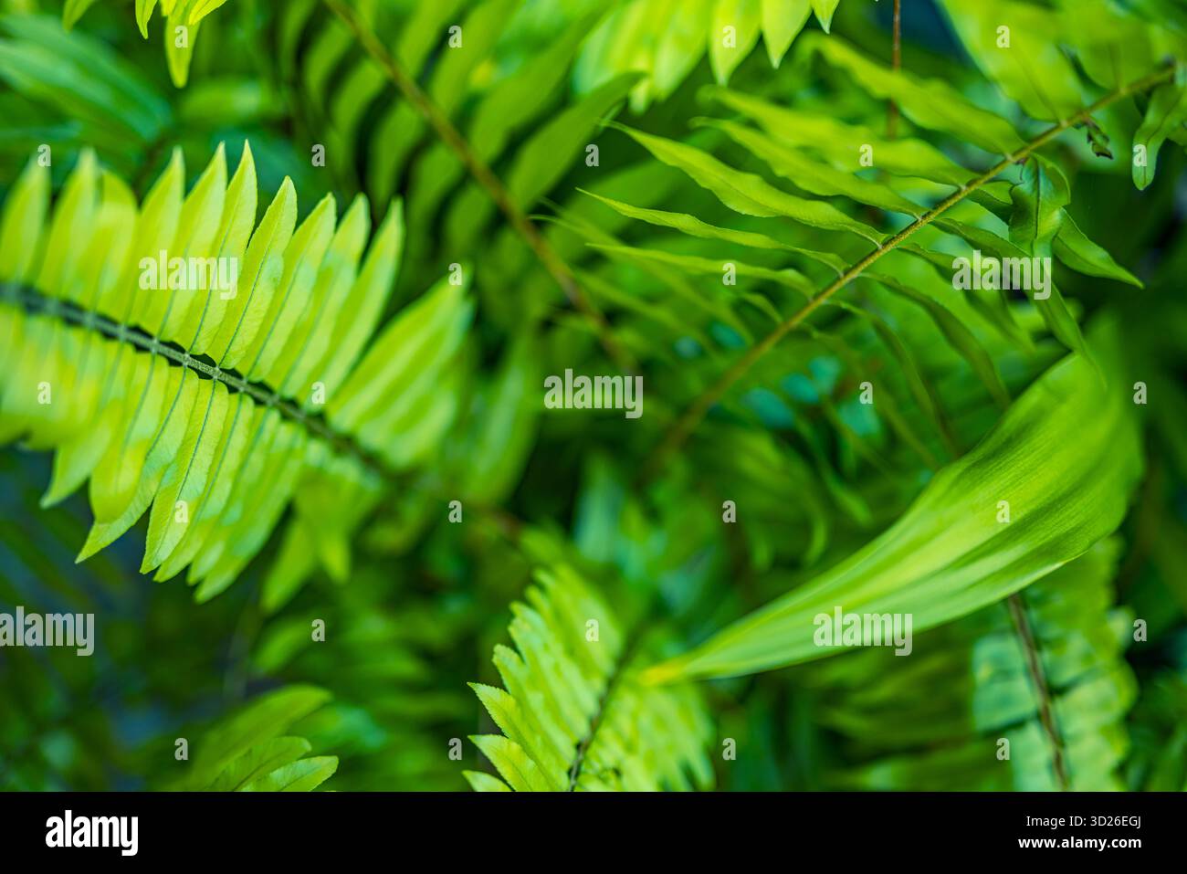Ruhiger grüner Farnhintergrund künstlerische abstrakte Natur Nahaufnahme mit sanftem Licht und beruhigender organischer Textur Stockfoto