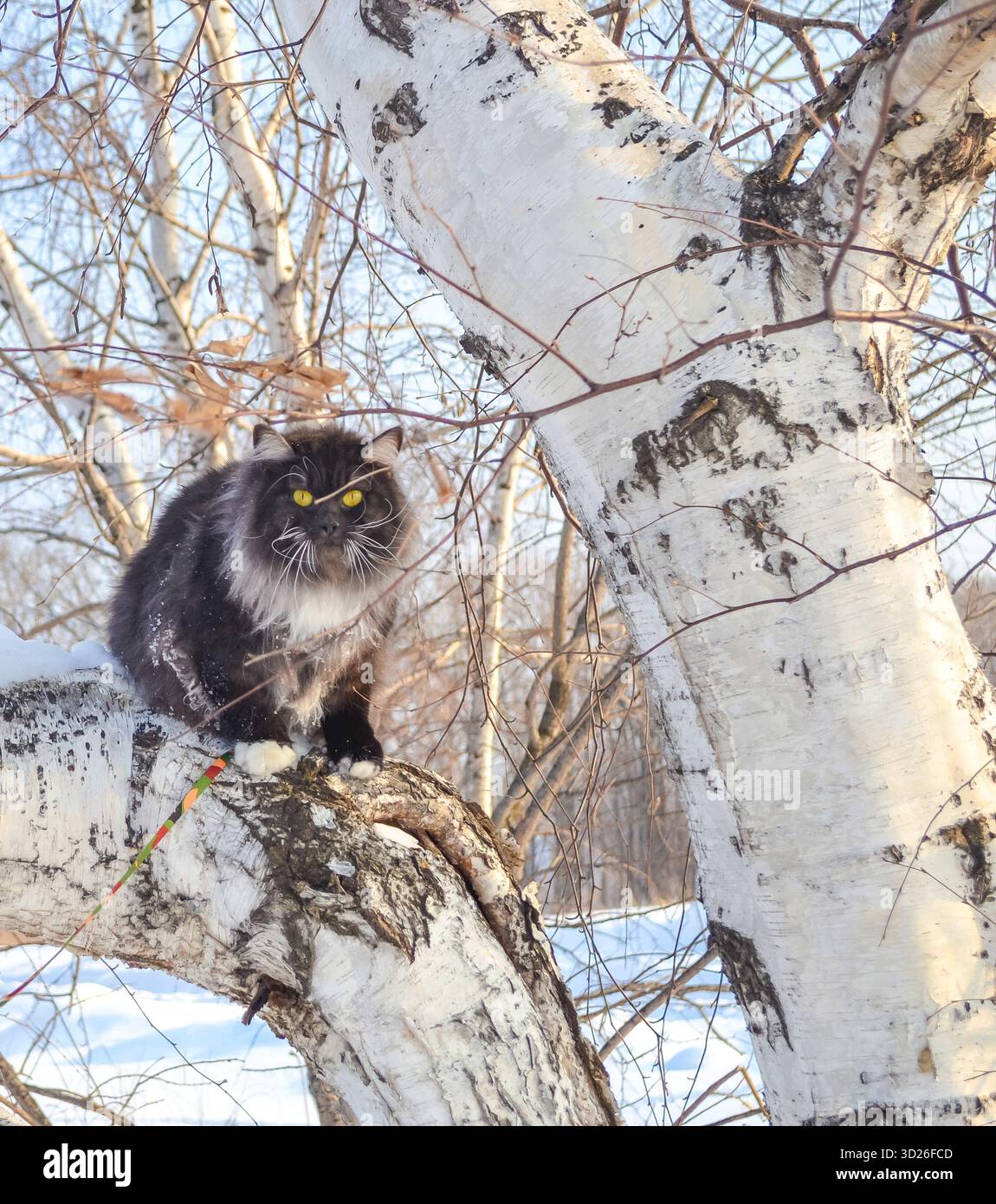Sibirische schwarze rauchige Katze mit wütenden Augen auf einem Spaziergang im Winterwald. Stockfoto