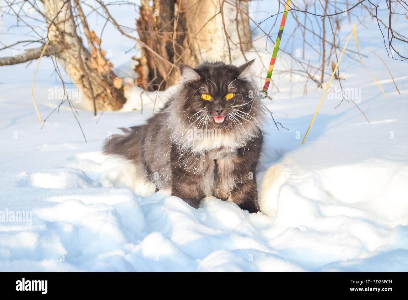 Sibirische schwarze rauchige Katze mit wütenden Augen auf einem Spaziergang im Winterwald. Stockfoto