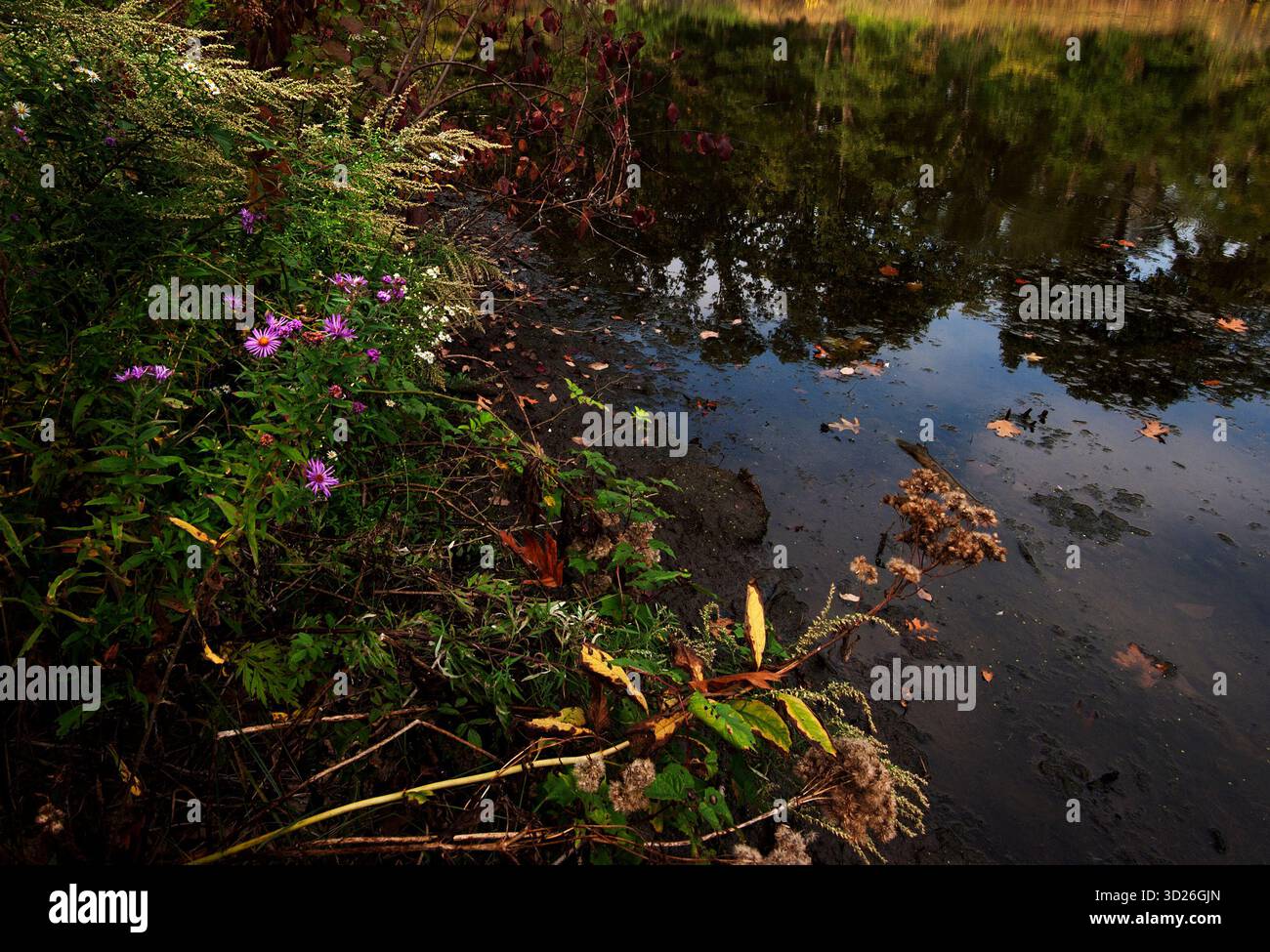 Im Herbst blühen Astern und Goldrute am Strack Pond in Queens, New York City Stockfoto